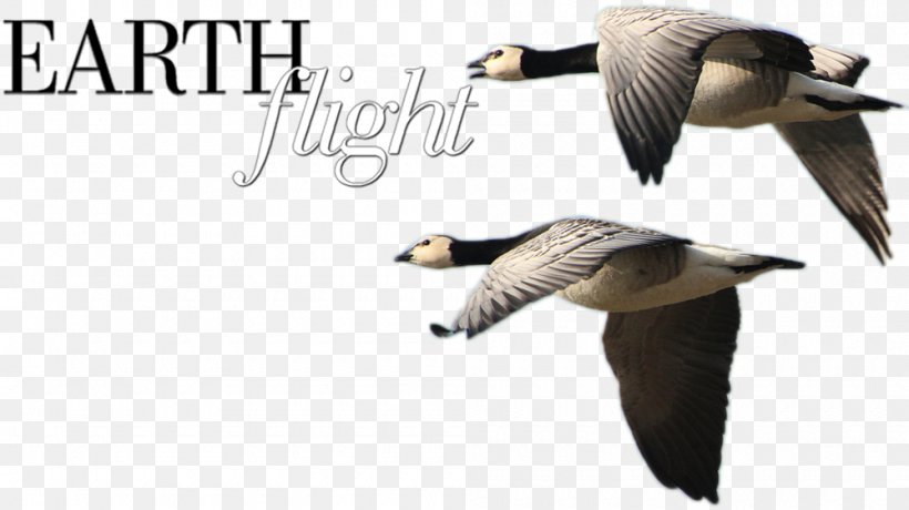 Duck Goose Fauna Feather Beak, PNG, 1000x562px, Duck, Beak, Bird, Ducks Geese And Swans, Fauna Download Free