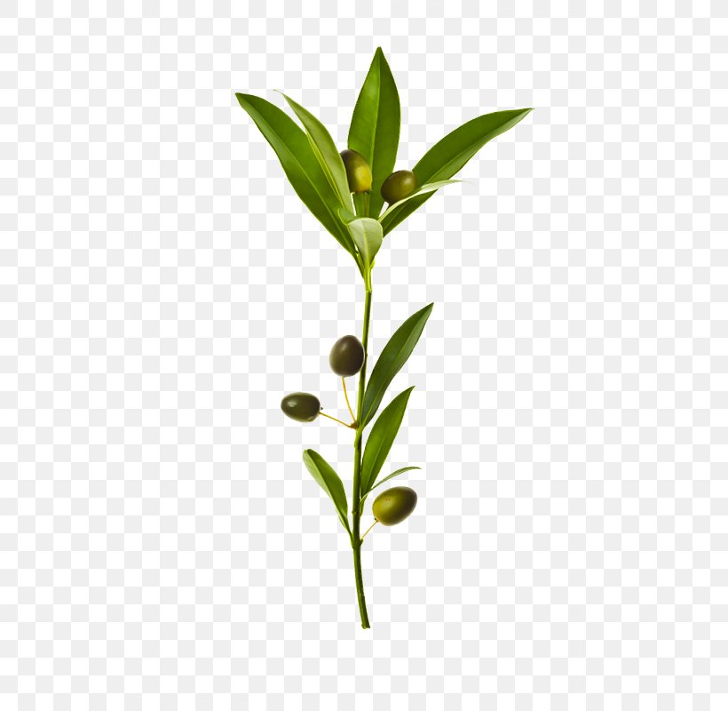 Olive Branch Olive Leaf, PNG, 533x800px, Olive, Branch, Information, Leaf, Olive Branch Download Free