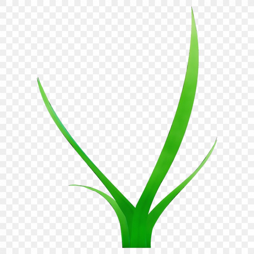 Green Leaf Plant Flower Grass Family, PNG, 1200x1200px, Watercolor, Flower, Flowering Plant, Grass, Grass Family Download Free