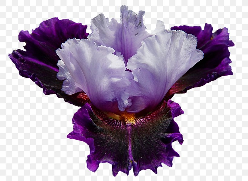 Irises Flower Garden Roses Desktop Wallpaper, PNG, 800x598px, Irises, Cattleya, Color, Cut Flowers, Flower Download Free