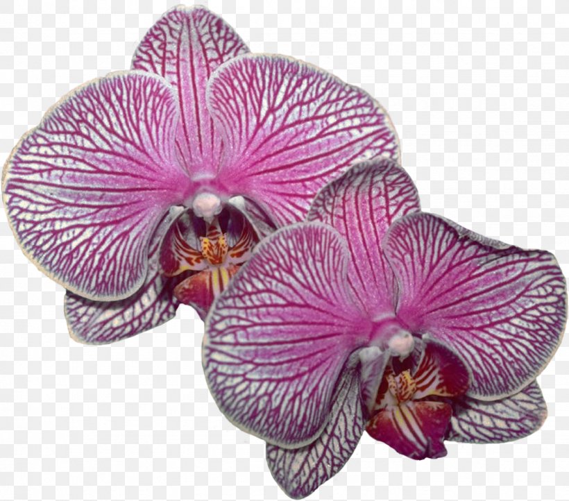 Lilac Purple Violet Magenta Moth Orchids, PNG, 1124x990px, Lilac, Family, Flower, Flowering Plant, Magenta Download Free
