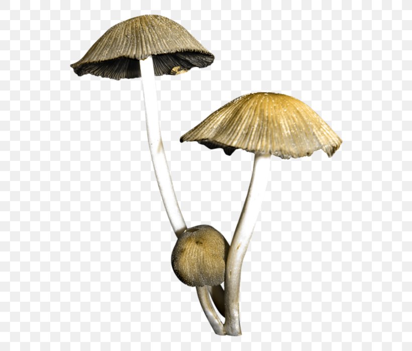 Mushroom Fungus, PNG, 600x698px, Mushroom, Cartoon, Chemical Element, Cocktail Dress, Designer Download Free