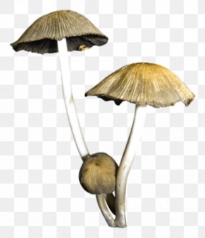 Hand-painted Mushrooms - Mushroom Fungus PNG