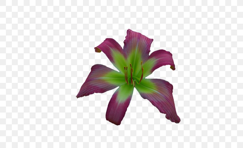 Purple Cut Flowers Daylily Petal, PNG, 523x500px, Purple, Cut Flowers, Daylily, Flower, Flowering Plant Download Free