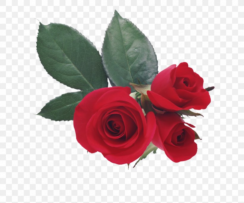Valentine's Day Love Romance, PNG, 1208x1008px, Valentine S Day, Cut Flowers, Drawing, Floribunda, Flower Download Free