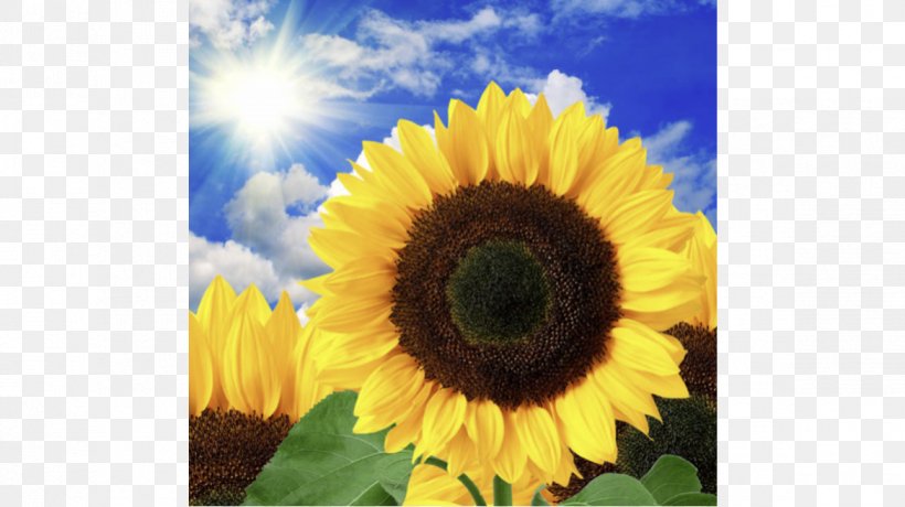 Common Sunflower Stock Photography Royalty-free, PNG, 1170x657px, Common Sunflower, Blume, Daisy Family, Depositphotos, Drawing Download Free
