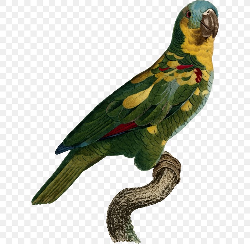 Superb Parrot Bird Histoire Naturelle Des Perroquets Macaw, PNG, 616x800px, Parrot, Beak, Bird, Common Pet Parakeet, Drawing Download Free