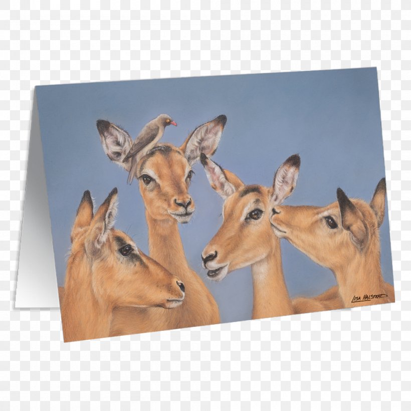Antelope Deer South Africa Water Bird, PNG, 1000x1000px, Antelope, Africa, Bird, Deer, Diary Download Free