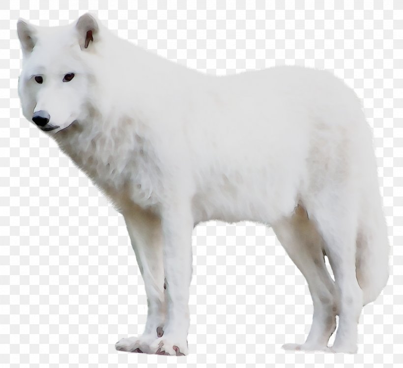Dog Breed Greenland Dog Advertising Alaskan Tundra Wolf Website, PNG, 1823x1667px, Dog Breed, Advertising, Alaskan Tundra Wolf, Animal Figure, Biglietto Download Free