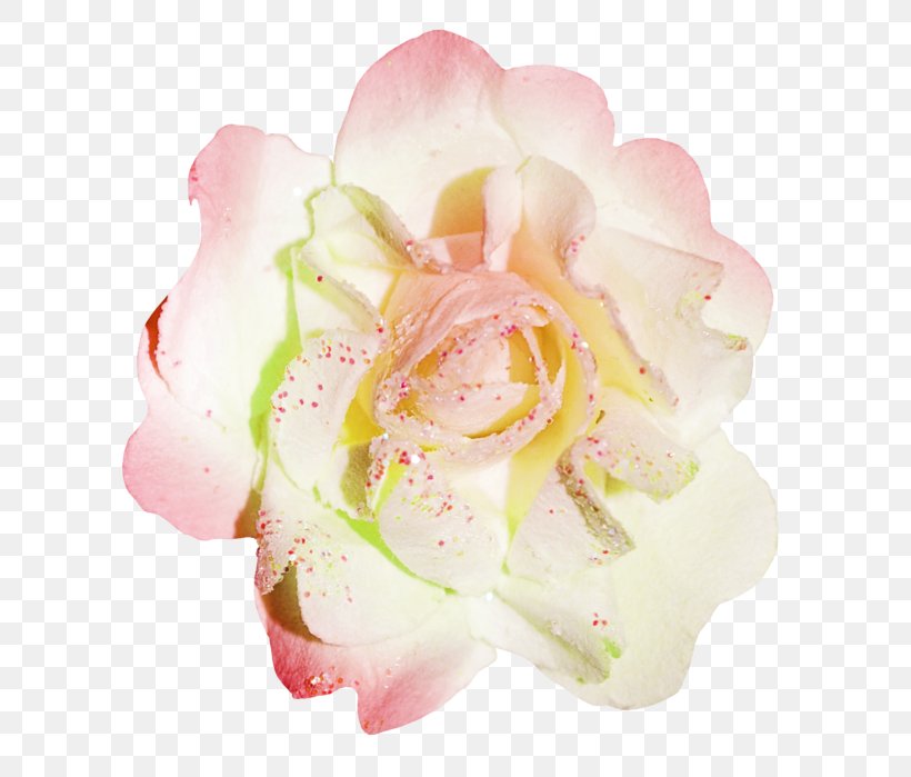 Garden Roses Flower Stamen Image, PNG, 680x699px, Garden Roses, Cut Flowers, Drawing, Flower, Flower Bouquet Download Free
