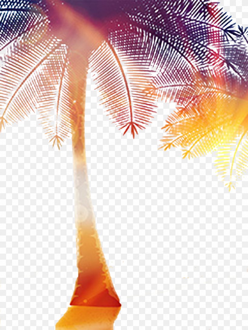 Light Coconut Tree, PNG, 1616x2155px, Light, Arecaceae, Coconut, Coconut Day, Halo Download Free