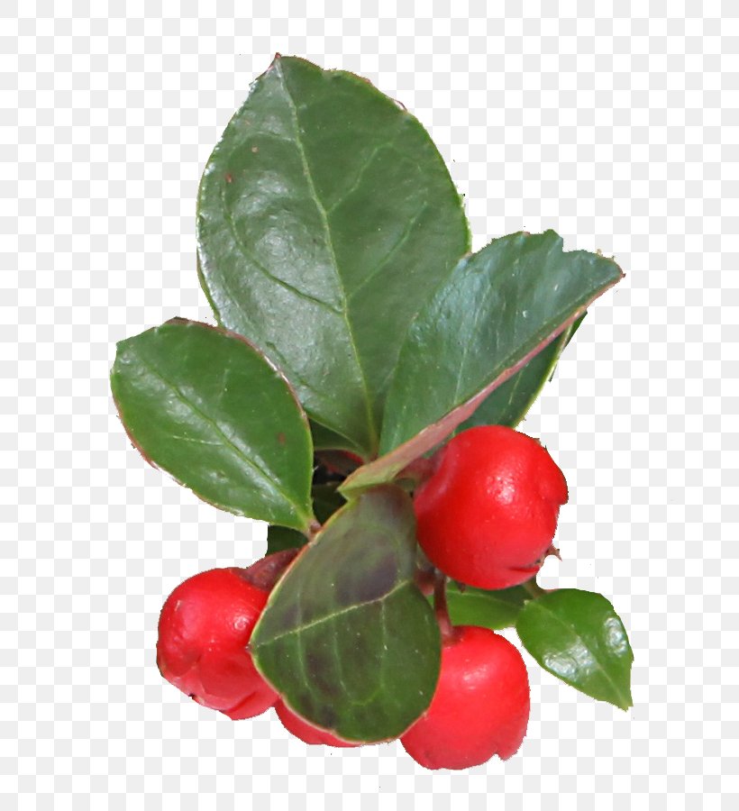 Barbados Cherry Wintergreen Clove Vegetable Gaultheria Procumbens, PNG, 717x900px, Barbados Cherry, Acerola, Acerola Family, Aquifoliaceae, Aquifoliales Download Free
