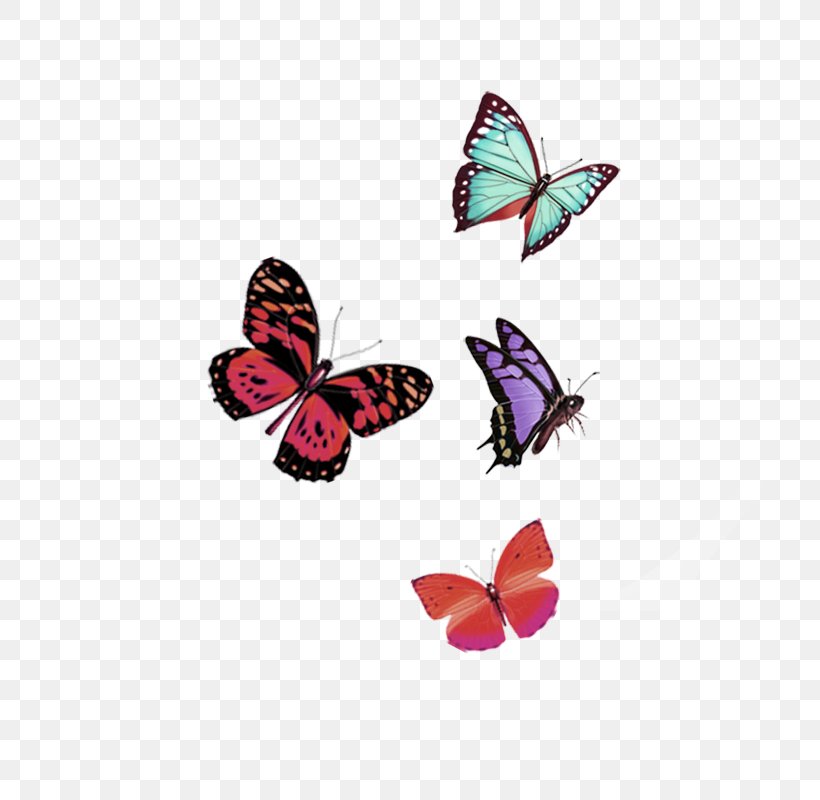 Butterfly Download Computer File, PNG, 800x800px, Butterfly, Brush Footed Butterfly, Color, Drawing, Green Download Free