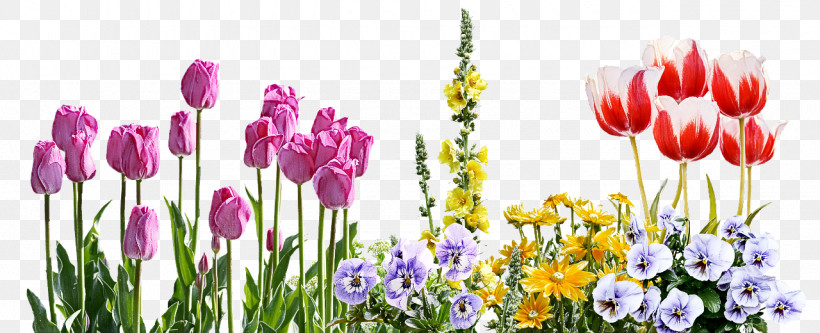 Lavender, PNG, 1280x520px, Plant Stem, Biology, Crocus, Flower, Lavender Download Free