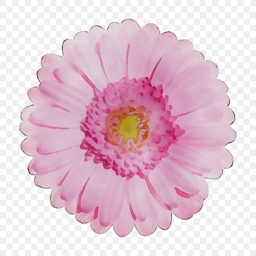 Transvaal Daisy Chrysanthemum Cut Flowers Pink M, PNG, 1125x1125px, Transvaal Daisy, Artificial Flower, Aster, Barberton Daisy, China Aster Download Free