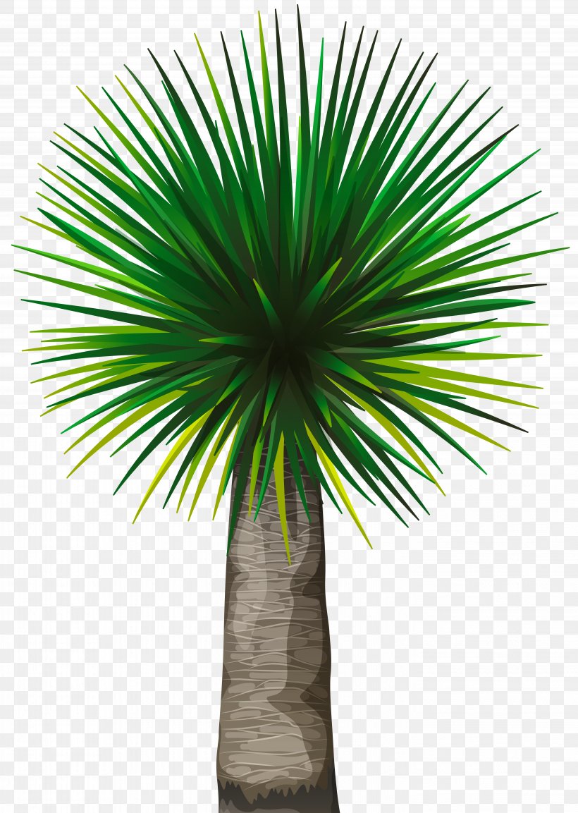 Asian Palmyra Palm Tree Arecaceae Clip Art, PNG, 5686x8000px, Asian Palmyra Palm, Arecaceae, Arecales, Borassus Flabellifer, Date Palm Download Free