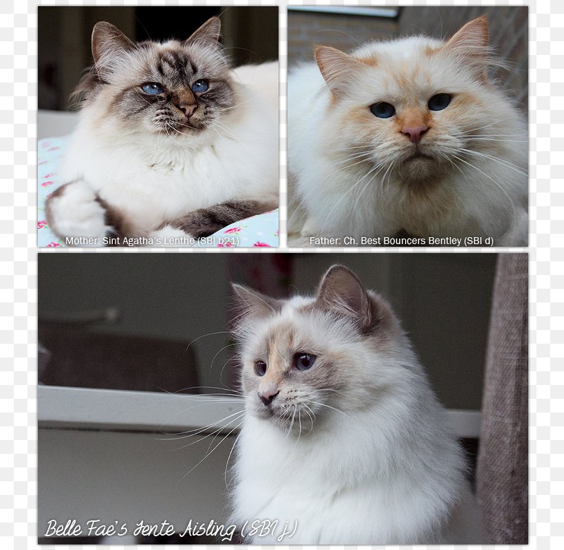 Asian Semi-longhair Birman Ragamuffin Cat Ragdoll Siberian Cat, PNG, 800x800px, Asian Semilonghair, Asian Semi Longhair, Balinese, Balinese Cat, Birman Download Free