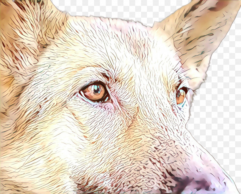 Dog Head Snout Close-up Eye, PNG, 2227x1792px, Dog, Closeup, Eye, Head, Snout Download Free