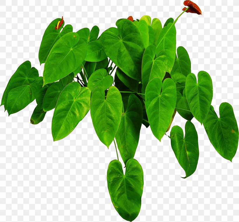 Leaf Flower Green Plant Houseplant, PNG, 2854x2655px, Leaf, Flower, Green, Herb, Houseplant Download Free