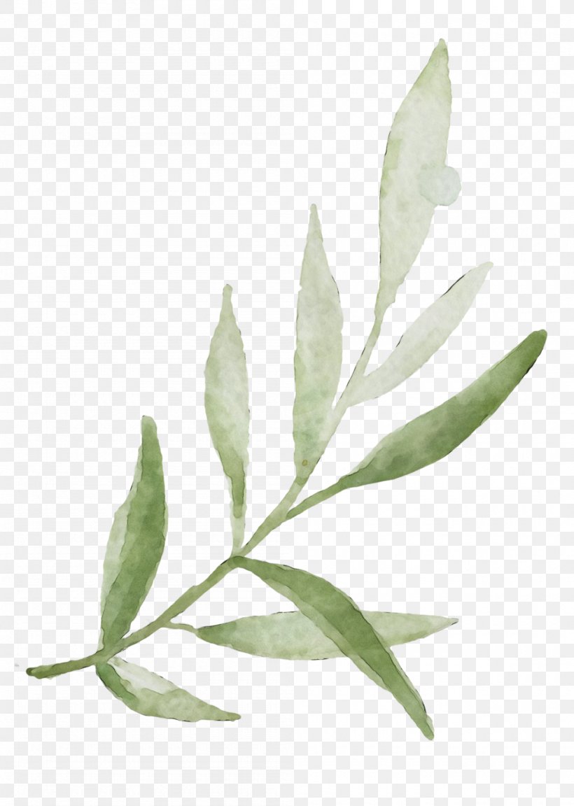 Plant Leaf Flower Flowering Plant Tree, PNG, 1000x1405px, Watercolor, Eucalyptus, Flower, Flowering Plant, Leaf Download Free