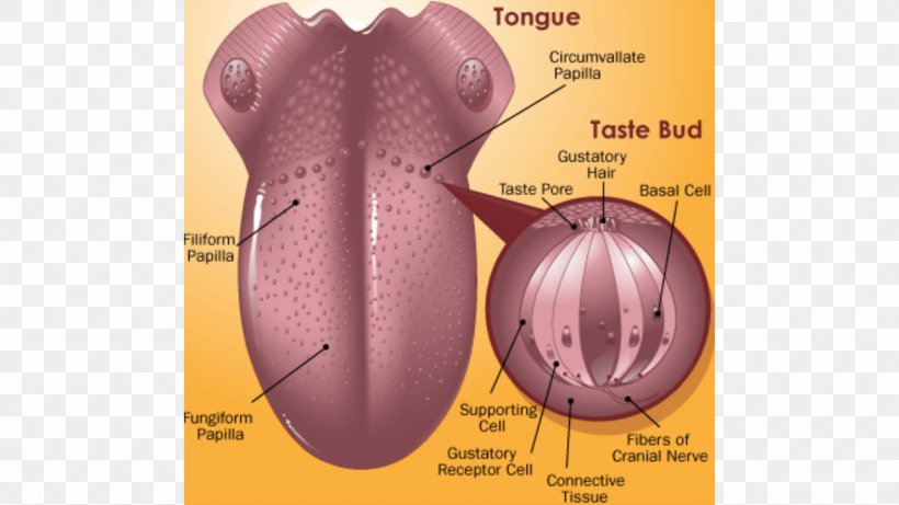 Tongue Periodontal Disease Gums Medicine, PNG, 1280x720px, Tongue, Acupuncture, Anatomy, Disease, Gums Download Free