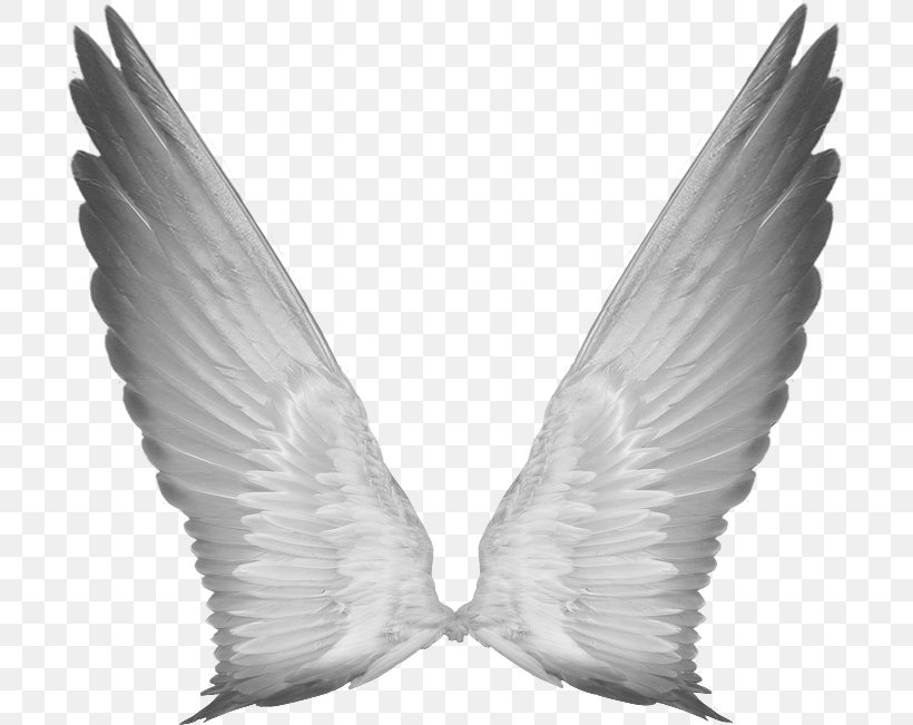 Aile, PNG, 700x651px, Aile, Angel, Beak, Bird, Black And White Download Free