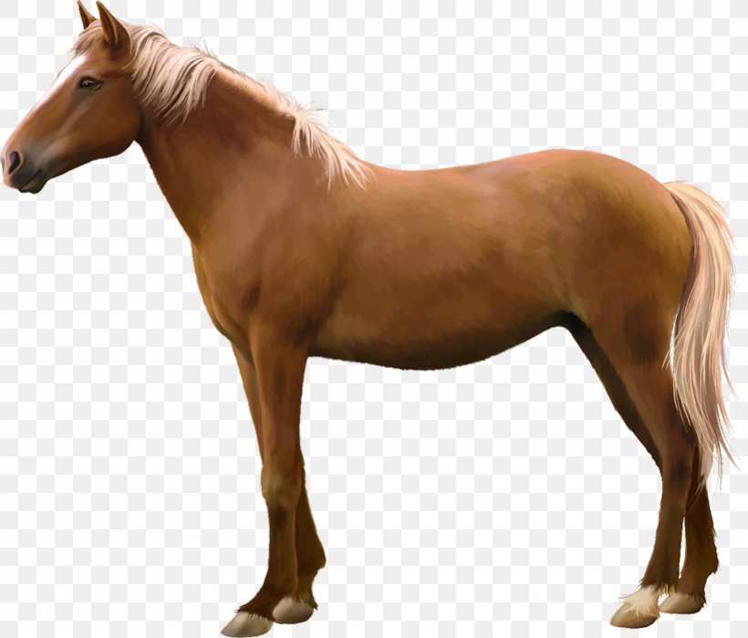 Arabian Horse Andalusian Horse Stock Photography Vector Graphics Image, PNG, 821x700px, Arabian Horse, Andalusian Horse, Colt, Equine Conformation, Horse Download Free
