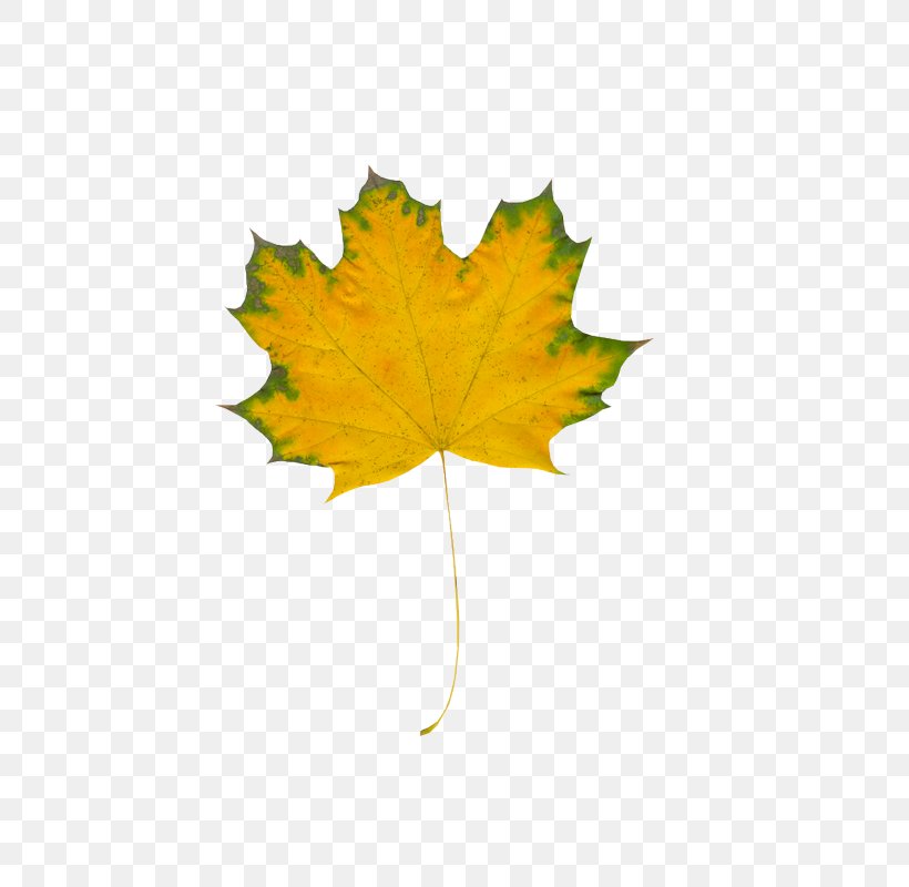Autumn Leaves Maple Leaf Ty, PNG, 600x800px, Autumn Leaves, Autumn, Leaf, Liveinternet, Maple Leaf Download Free