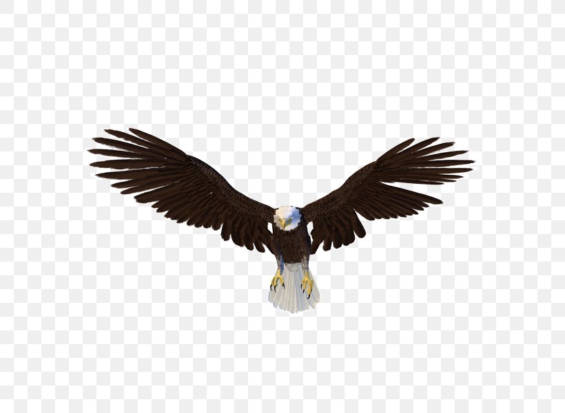Bald Eagle Bird, PNG, 600x600px, Bald Eagle, Accipitriformes, Aquila, Beak, Bird Download Free