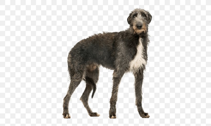 Scottish Deerhound Greyhound Puppy Dog Breed Hunting Dog, PNG, 567x489px, Watercolor, Cartoon, Flower, Frame, Heart Download Free