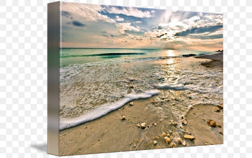 Shore Seashell Beach Emerald Coast, PNG, 650x516px, Shore, Art, Beach, Coast, Emerald Coast Download Free