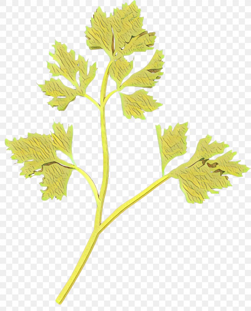 Clip Art Herb Vector Graphics Stock Photography Illustration, PNG, 1535x1900px, Herb, Chelidonium, Dill, Drawing, Flower Download Free