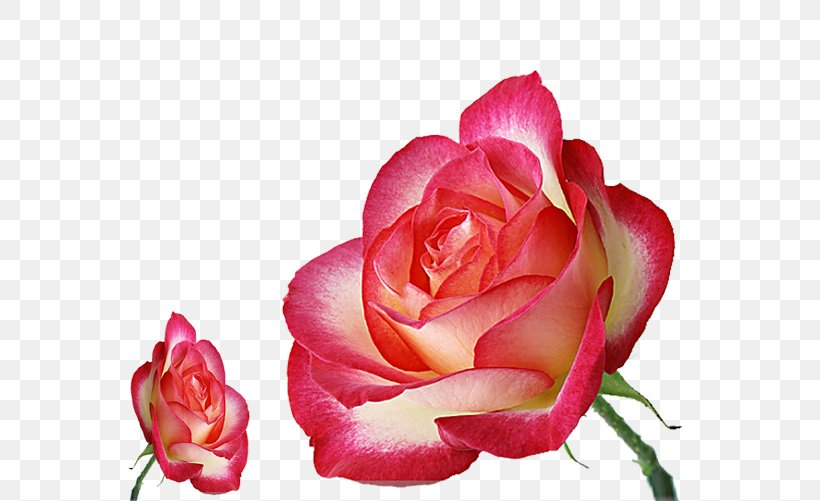 Pink Garden Roses Flower, PNG, 707x501px, Pink, Beach Rose, China Rose, Close Up, Color Download Free