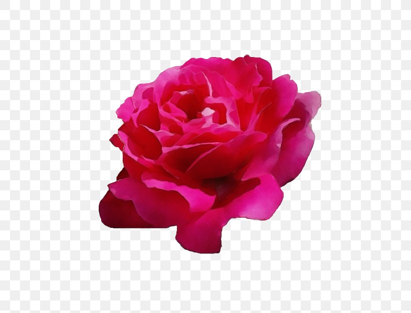 Rose Gold Flower, PNG, 500x625px, Watercolor, Cabbage Rose, Camellia, China Rose, Cut Flowers Download Free