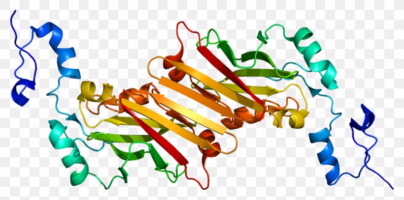 SIAH1 Gene Function Protein POU2AF1 CACYBP, PNG, 1015x505px, Gene Function, Art, Food, Gene, Human Download Free