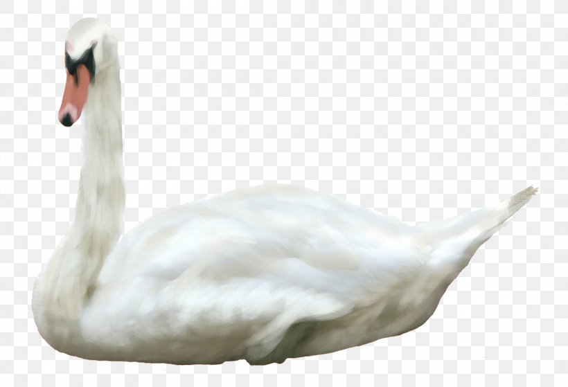 Bird Duck Mute Swan Black Swan, PNG, 2200x1500px, Bird, Animal, Beak, Black Swan, Drawing Download Free