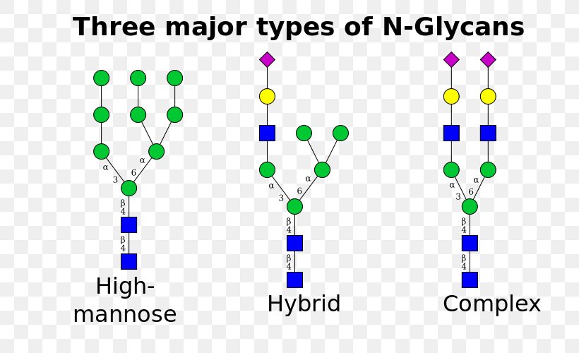 N-linked Glycosylation Glycan Asparagine Mannose, PNG, 800x500px, Glycosylation, Amide, Amino Acid, Amino Talde, Anabolism Download Free