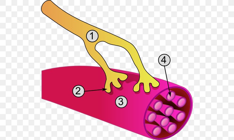 Neuromuscular Junction Somatic Nervous System Skeletal Muscle Motor Neuron, PNG, 532x491px, Neuromuscular Junction, Area, Axon, Motor Neuron, Muscle Download Free