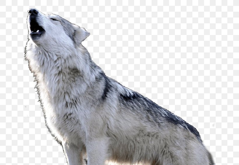 Saarloos Wolfdog Czechoslovakian Wolfdog Dog Breed Shamanism Spirit, PNG, 740x566px, Saarloos Wolfdog, Carnivoran, Czechoslovakian Wolfdog, Dog, Dog Breed Download Free