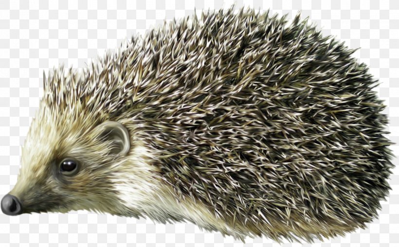 Hedgehog Porcupine Clip Art, PNG, 1430x887px, Hedgehog, Animal, Cuteness, Domesticated Hedgehog, Drawing Download Free