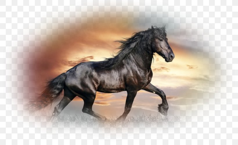 Horse Desktop Wallpaper High-definition Television 1080p Black, PNG, 800x500px, 4k Resolution, Horse, Animal, Black, Bridle Download Free