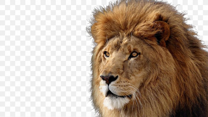 Lionhead Rabbit Desktop Wallpaper Photography, PNG, 1600x900px, Lion, Animal, Big Cat, Big Cats, Cat Download Free