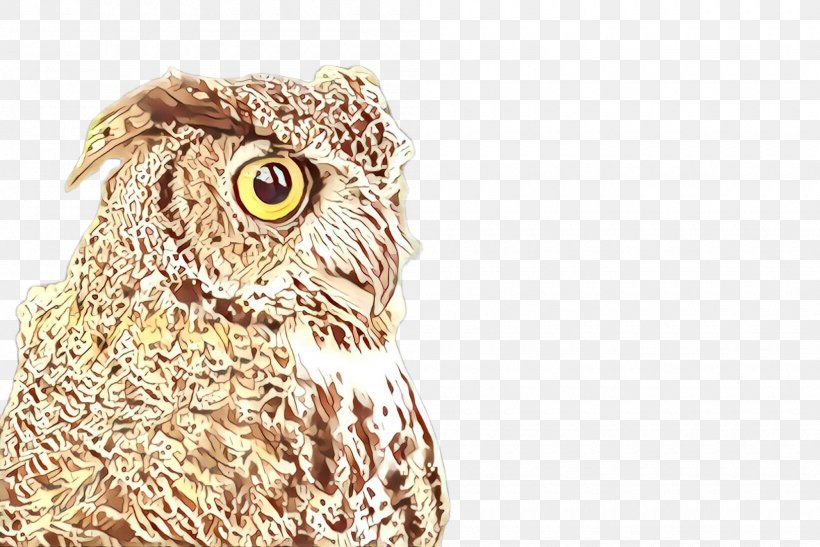 Owl Bird Bird Of Prey Western Screech Owl Eastern Screech Owl, PNG, 2000x1336px, Cartoon, Beak, Bird, Bird Of Prey, Eastern Screech Owl Download Free