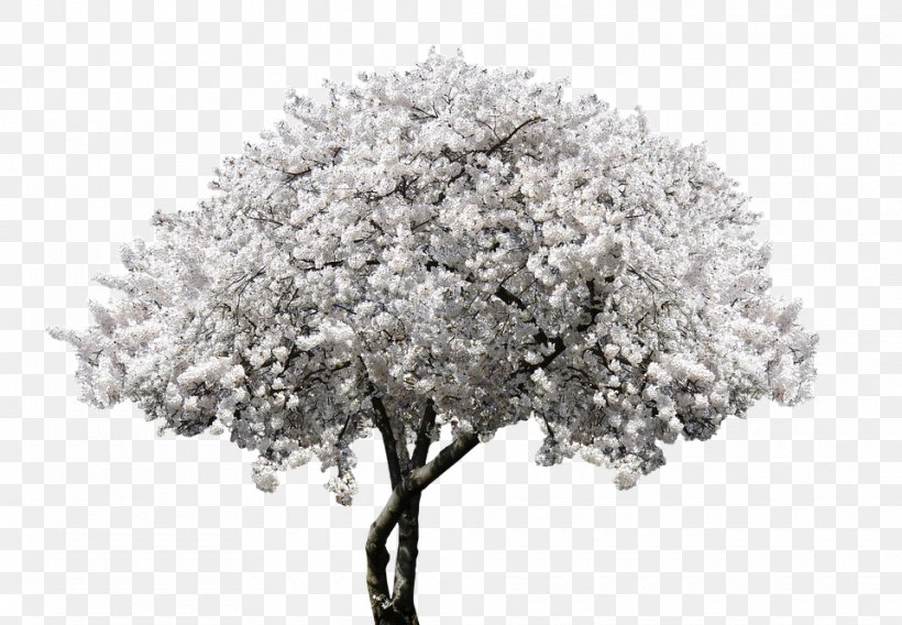 Cherry Blossom Flower Tree Shrub, PNG, 960x666px, Blossom, Bark, Black And White, Branch, Bud Download Free