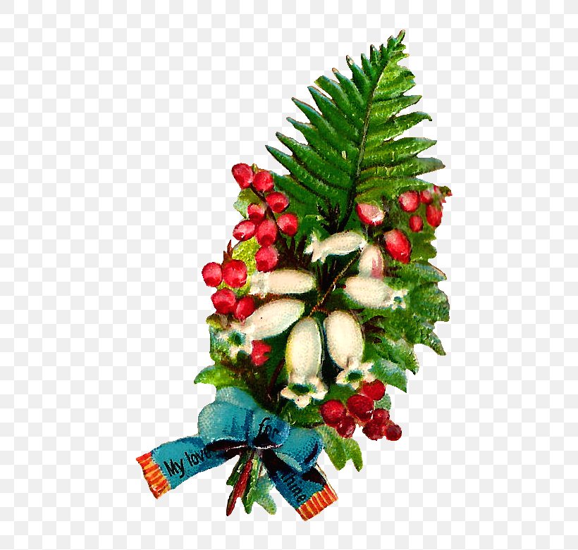 Christmas Decoration Evergreen Flower Christmas Ornament, PNG, 538x781px, Christmas Decoration, Christmas, Christmas Ornament, Conifer, Conifers Download Free