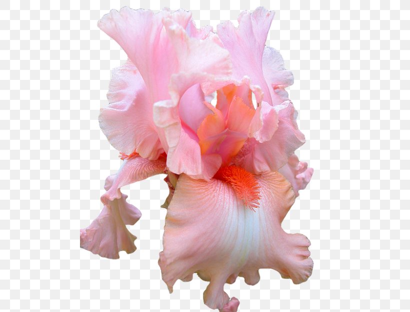Pink Flowers Rose Clip Art, PNG, 500x625px, Flower, Blue, Camellia, Cattleya, Color Download Free