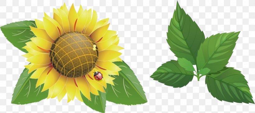 Common Sunflower Download, PNG, 1024x456px, Common Sunflower, Cut Flowers, Daisy Family, Designer, Flower Download Free