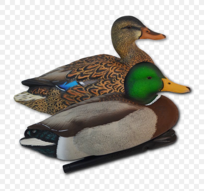 Mallard Duck Goose Bird Waterfowl, PNG, 768x768px, Mallard, American Black Duck, Beak, Bird, Canada Goose Download Free