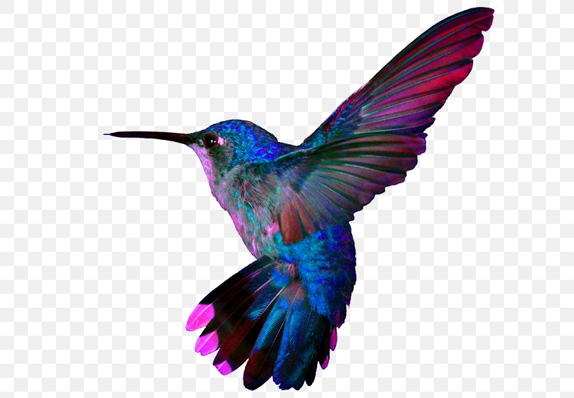 Super Hummingbirds Pillow Google Hummingbird, PNG, 600x569px, Hummingbird, Beak, Bird, Child, Feather Download Free