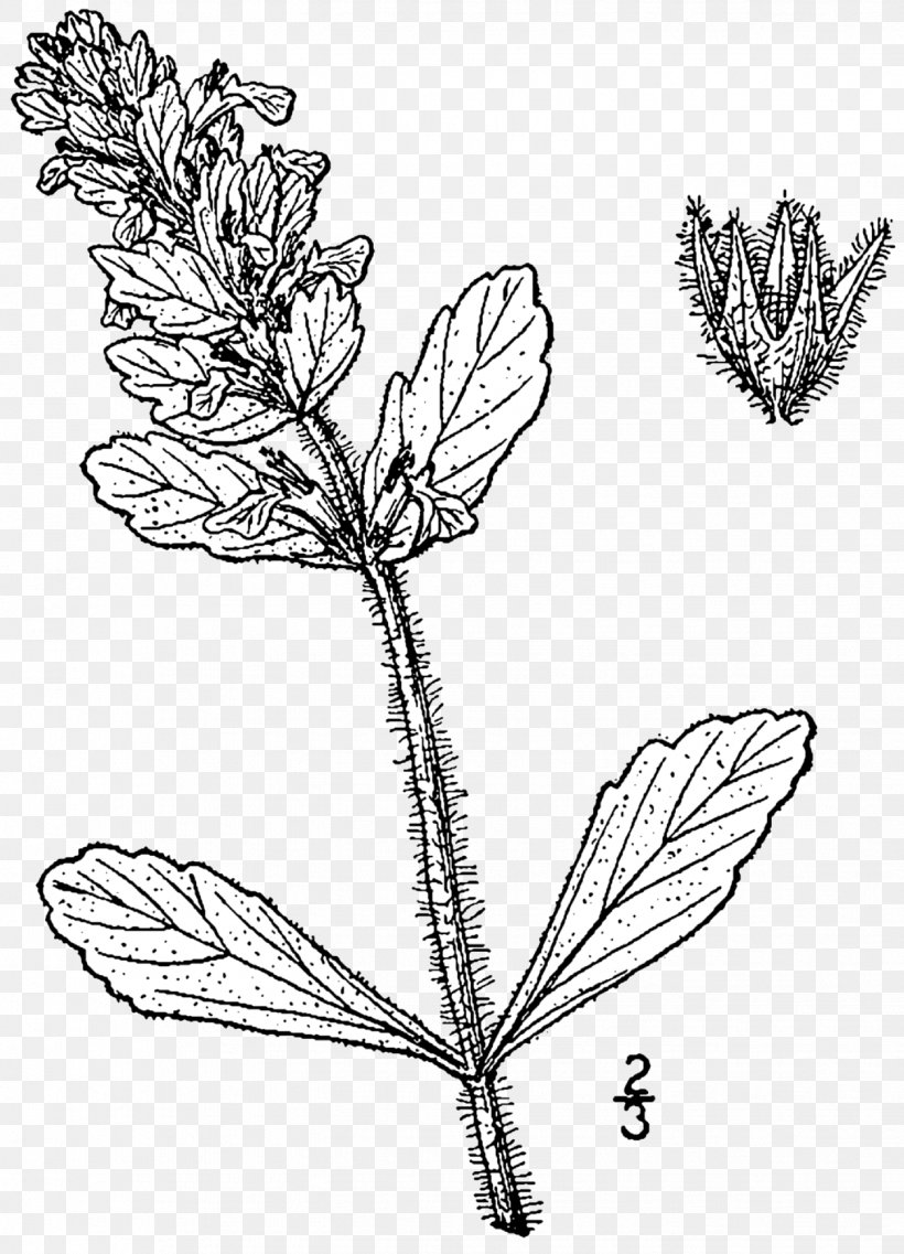 Ajuga Genevensis Bugleherb Mints Dicotyledon Plants, PNG, 1442x2000px, Ajuga Genevensis, Black And White, Branch, Bugleherb, Bugleweed Download Free